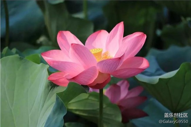 【活動(dòng)招募】2021年7月18日 長沙星部落線下攝影活動(dòng)