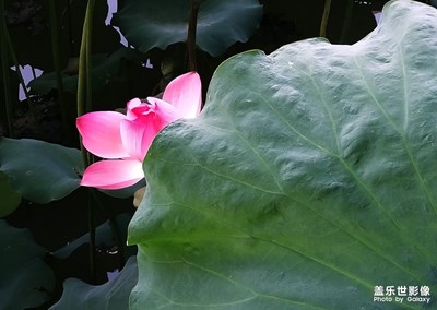 [星動(dòng)一夏]—荷花飄香