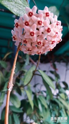 【夏了夏天】+球蘭花開