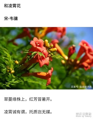 凌霄花開…