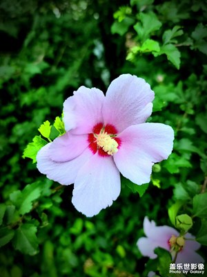 樓下花花