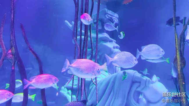 沈陽星部落暢游海底世界 沈陽星部落暢游海底世界