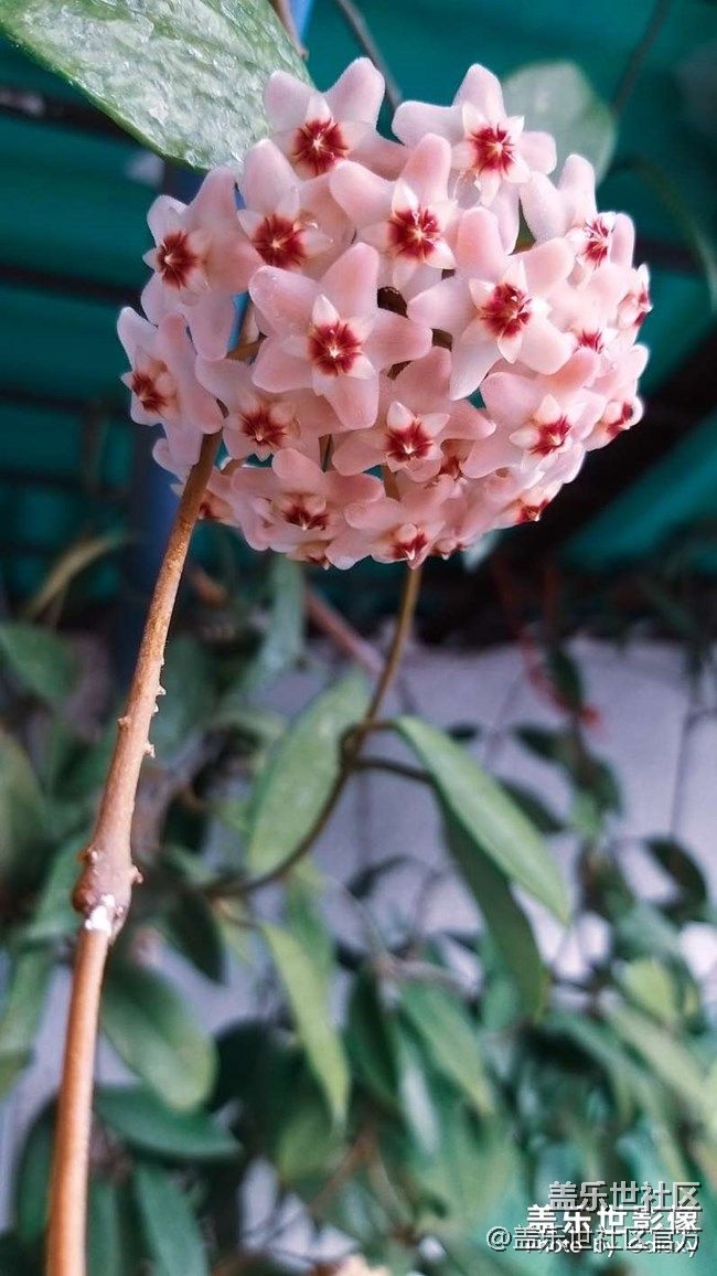 《每周星鮮事》 第74期