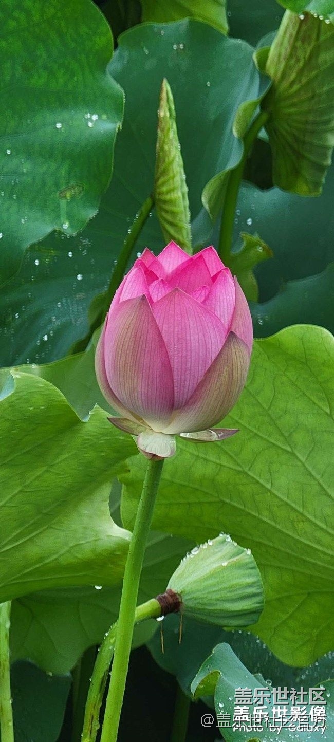 《每周星鮮事》 第74期