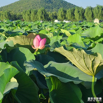 隨手拍