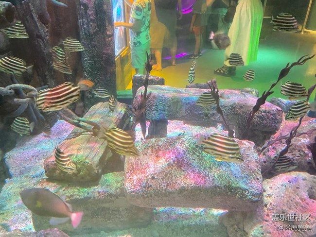 0718完美周末~與三星一起探尋海洋世界奇妙小生物！