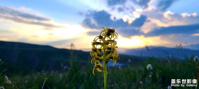 格桑花