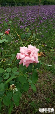 花開(kāi)花落