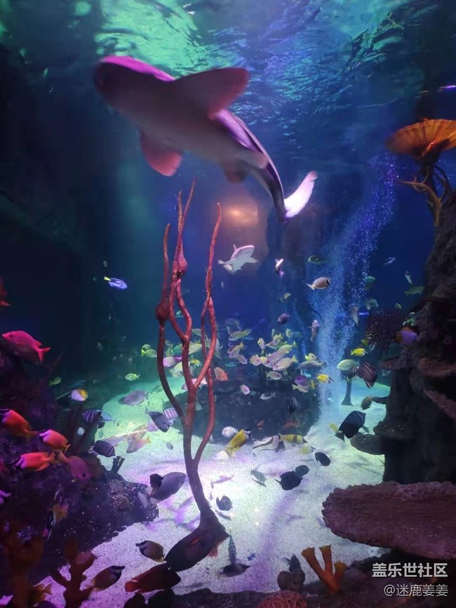 0718完美周末~與三星一起探尋海洋世界奇妙小生物！