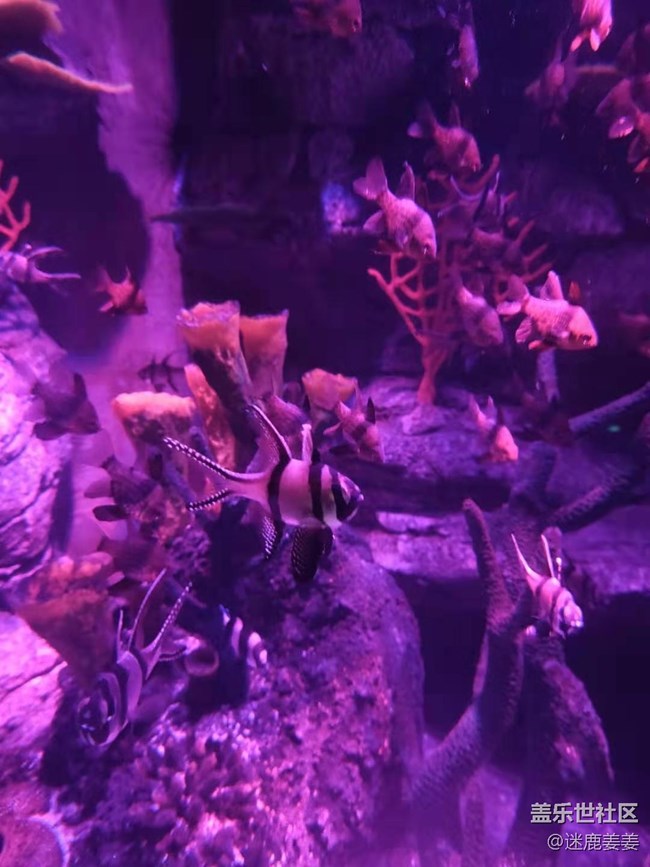 0718完美周末~與三星一起探尋海洋世界奇妙小生物！