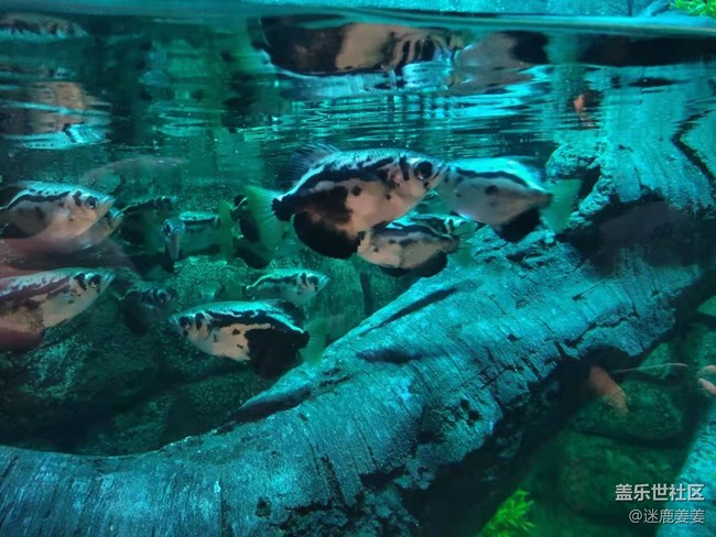 0718完美周末~與三星一起探尋海洋世界奇妙小生物！