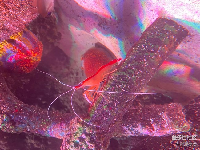 0718完美周末~與三星一起探尋海洋世界奇妙小生物！