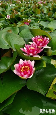 西昌邛海濕地公園有點(diǎn)像荷花