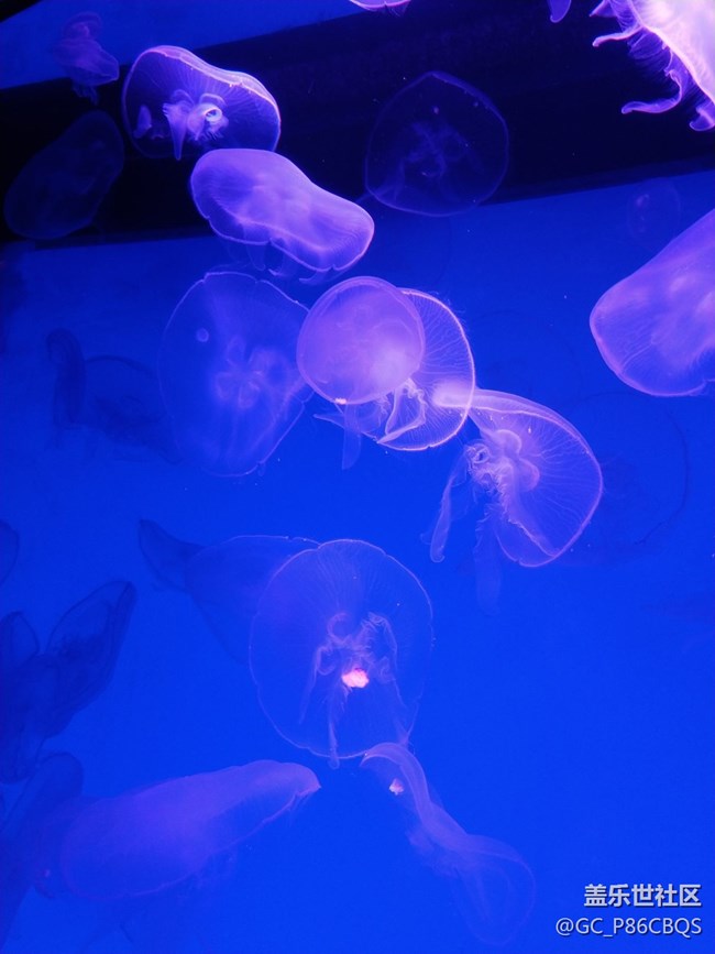 三星手機拍攝美麗生活一一探秘沈陽海洋探索中心