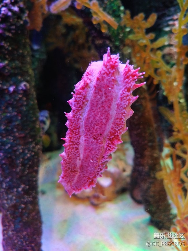 三星手機拍攝美麗生活一一探秘沈陽海洋探索中心