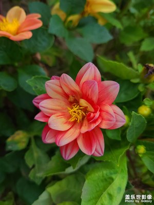 九朵小花