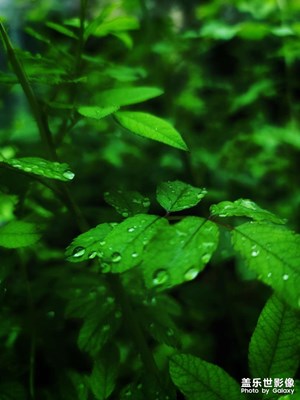 雨后的景色