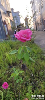風(fēng)景，花草，夜景，美
