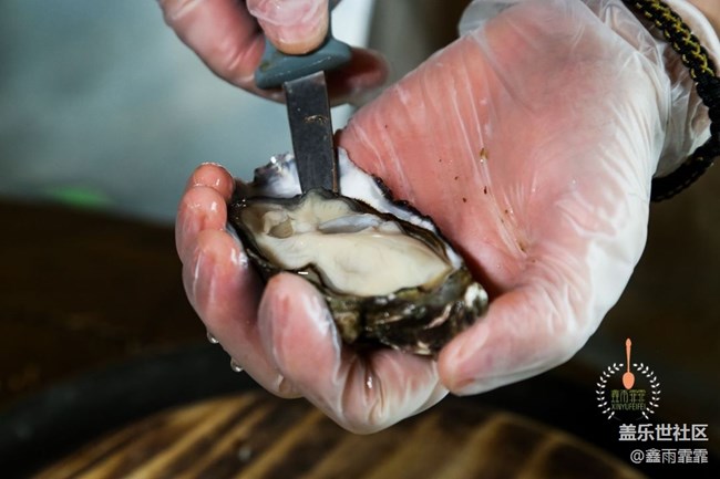 這六種生蠔，不要說吃過，你可能連名字都叫不上來！
