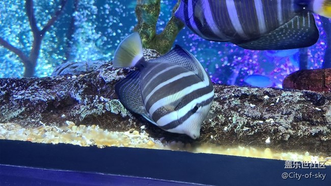 三星沈陽星部落海洋館活動