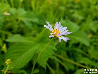 【花花草草】馬蘭