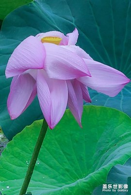 《雨荷圖》手機(jī)拍攝