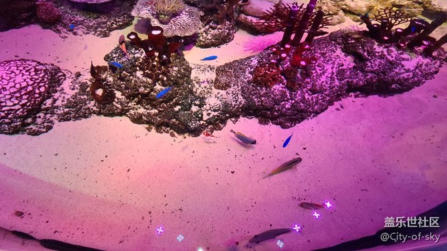 三星沈陽星部落海洋館活動