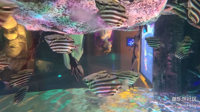三星沈陽星部落海洋館活動