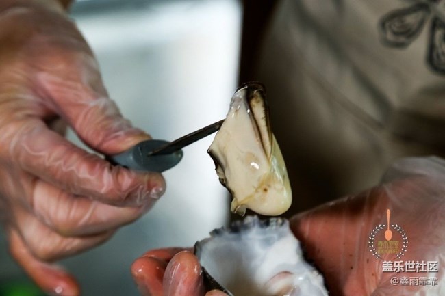 這六種生蠔，不要說吃過，你可能連名字都叫不上來！