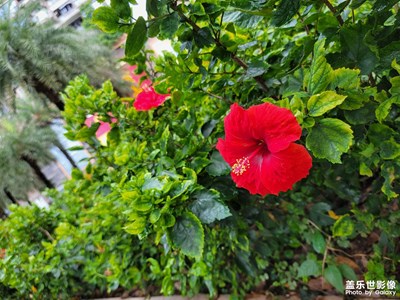 路邊的野花
