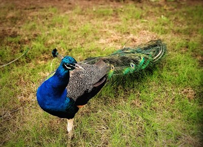 【閃亮的日子】+驕傲的孔雀