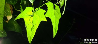 夏秋季節(jié)的花園