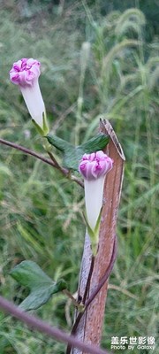 ??心動的小鹿，確認(rèn)存活( ?? ? ?? )