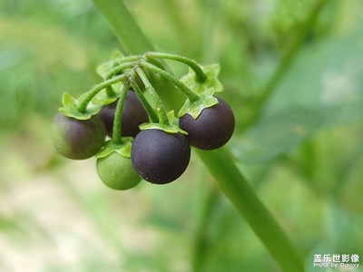 龍葵，小時(shí)候的味道