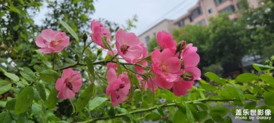 美麗收獲的秋天