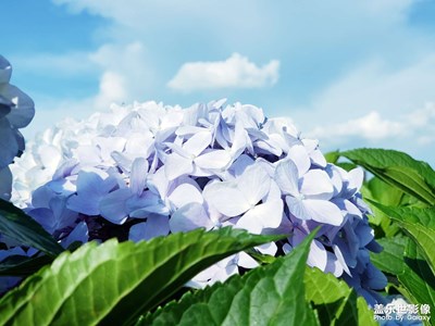花開了