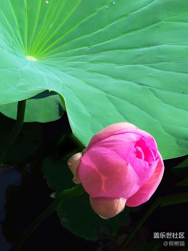 【我與三星的精彩瞬間】+清晨的荷花