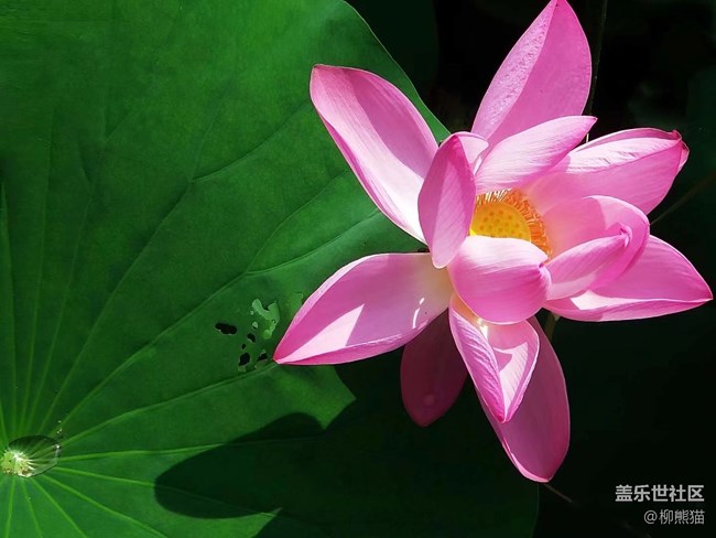 【我與三星的精彩瞬間】+清晨的荷花