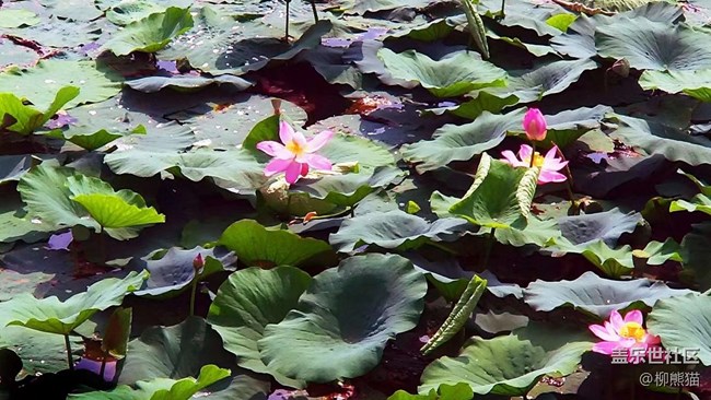 【我與三星的精彩瞬間】+清晨的荷花