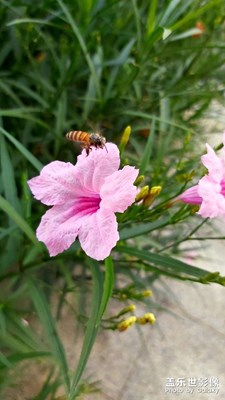 花，蟲??