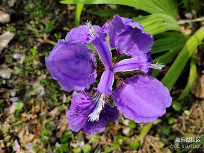 外灘印象花園小區(qū)綠化帶