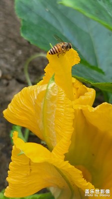 蔬菜和植物