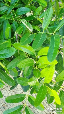 揭陽