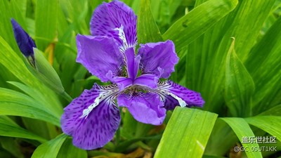 外灘印象花園小區(qū)綠化帶