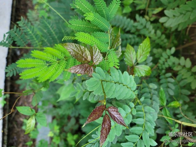 AI 拍月亮我們拍的月亮是不是長(zhǎng)得都一樣??？