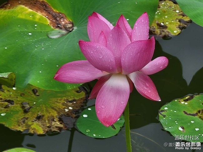 《每周星鮮事》 第77期:9月1日 Galaxy 中國區(qū)發(fā)布會