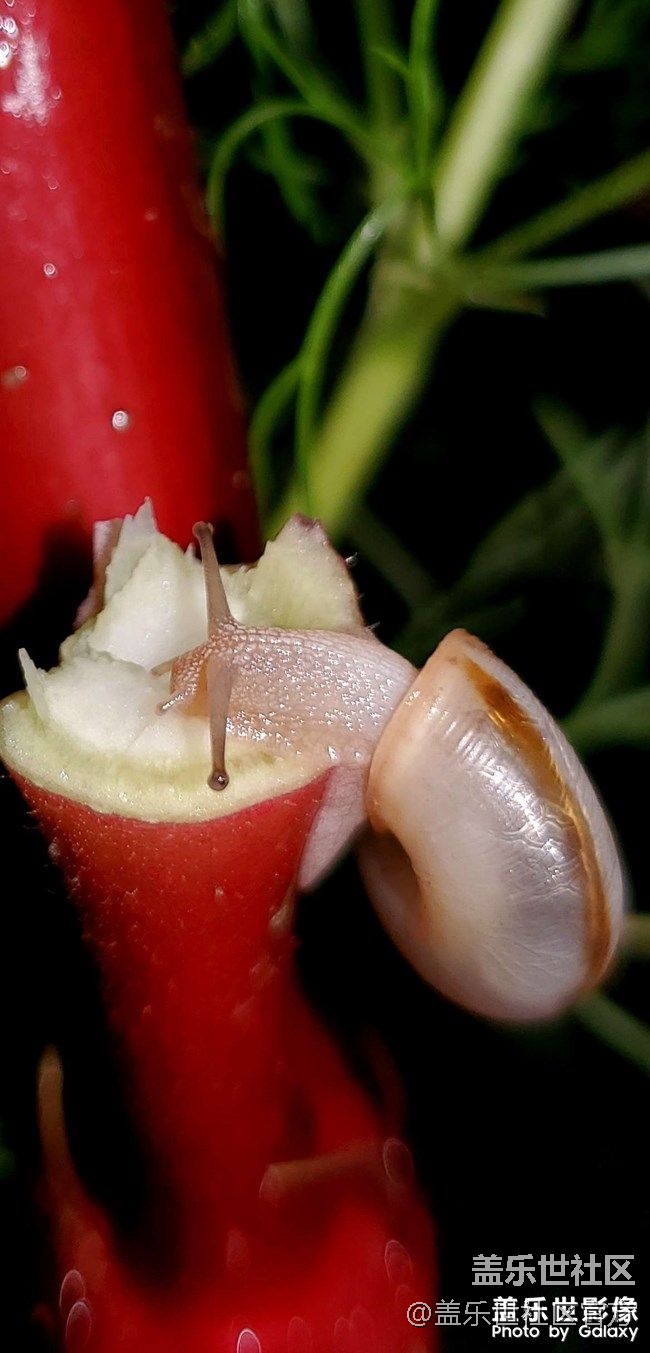 《每周星鮮事》 第77期:9月1日 Galaxy 中國區(qū)發(fā)布會