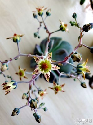 寶石花