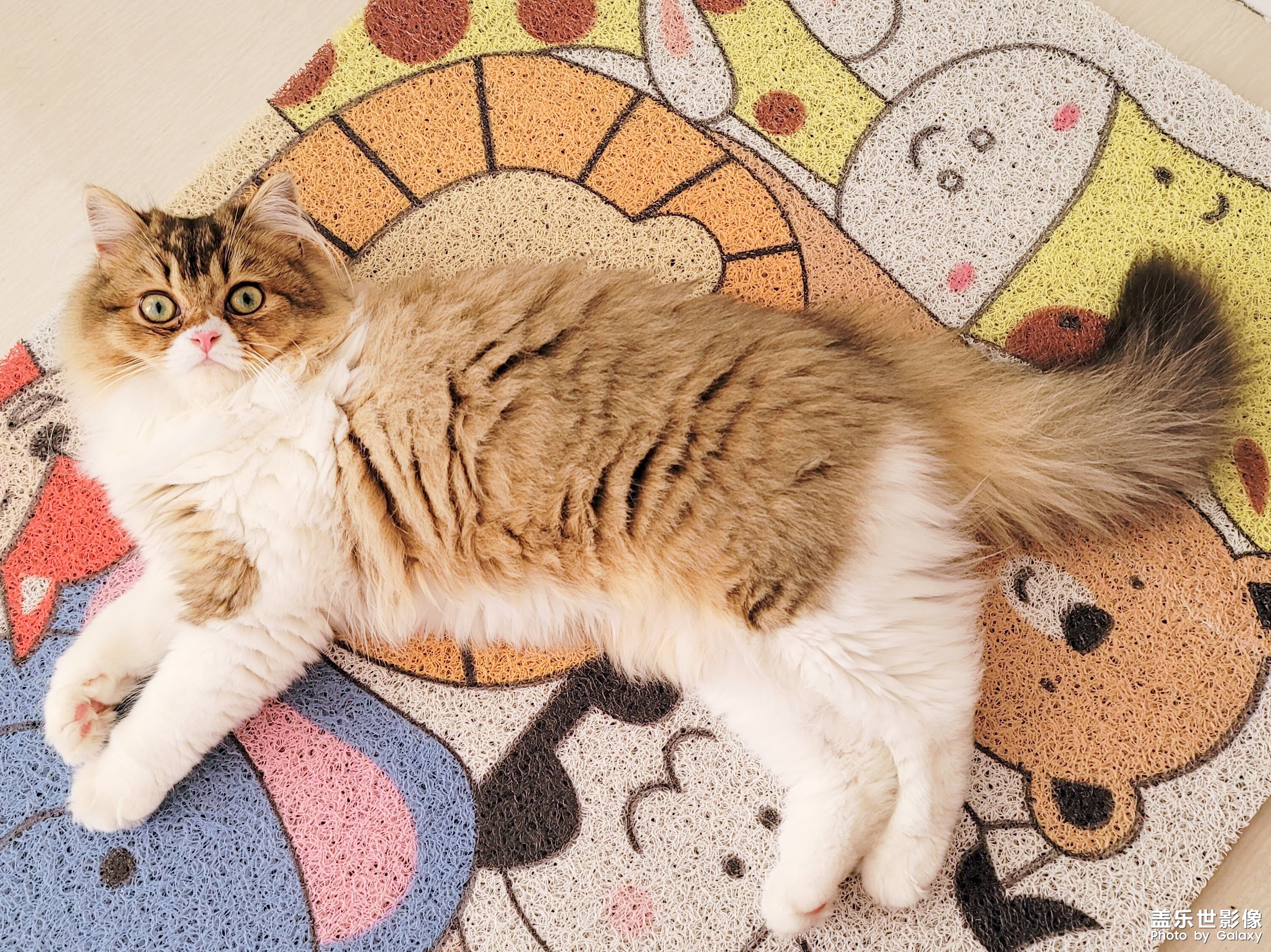 貓的成長(zhǎng)歷程（一）