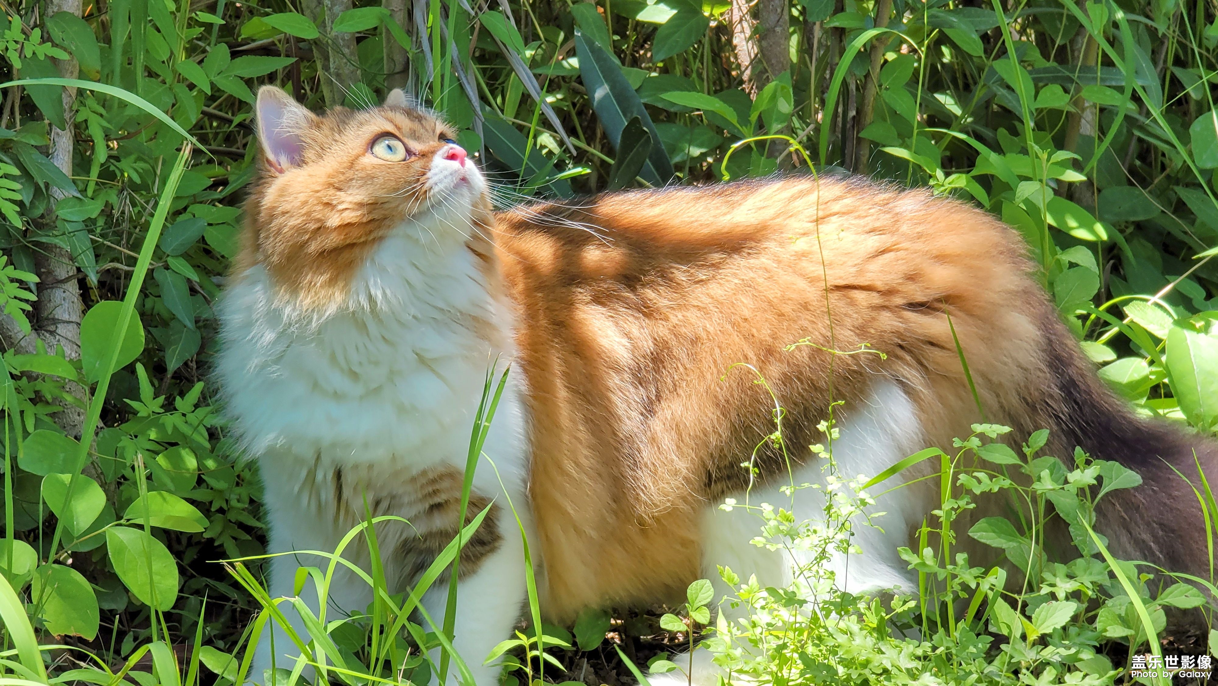 貓的成長(zhǎng)歷程（一）